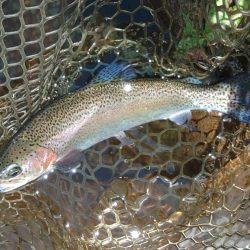 アルビノを狙い撃ち ～平谷湖フィッシングスポット～